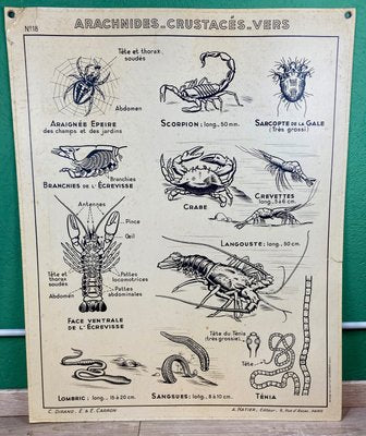 French Double-Sided Poster of Mollusks and Crustaceans-ROJ-1316784