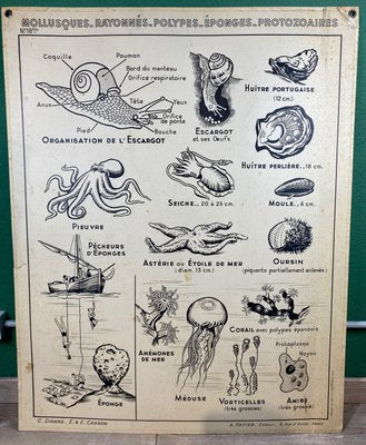 French Double-Sided Poster of Mollusks and Crustaceans-ROJ-1316784