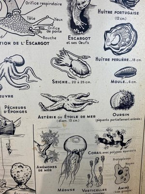 French Double-Sided Poster of Mollusks and Crustaceans-ROJ-1316784