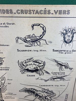 French Double-Sided Poster of Mollusks and Crustaceans-ROJ-1316784