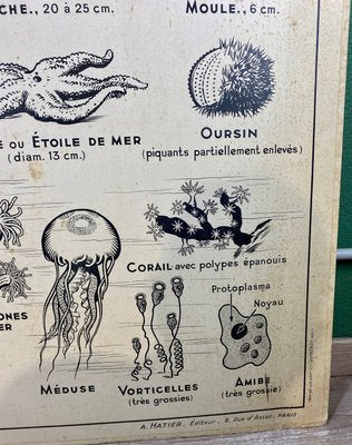 French Double-Sided Poster of Mollusks and Crustaceans-ROJ-1316784