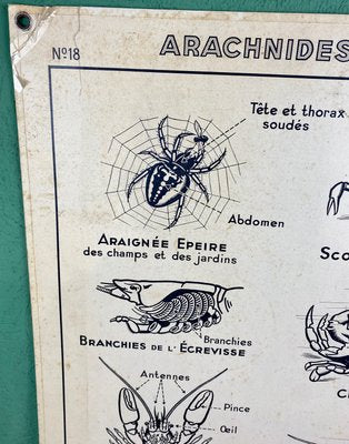 French Double-Sided Poster of Mollusks and Crustaceans-ROJ-1316784