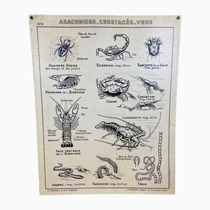 French Double-Sided Poster of Mollusks and Crustaceans-ROJ-1316784