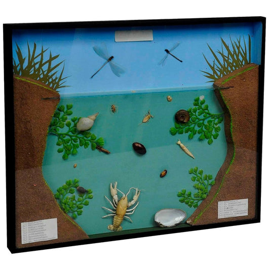 Fresh Water Habitat School Teaching Display