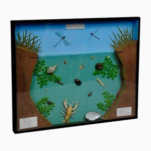 Fresh Water Habitat School Teaching Display-KJP-1149132