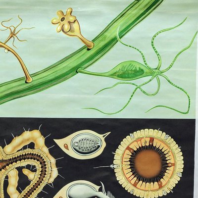 Freshwater Polyp Art Print Wall Chart by Jung Koch Quentell-KJP-1253796