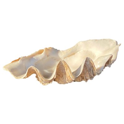 Genuine Shell, Vide Poche, White Color, 20th Century-UR-1061131