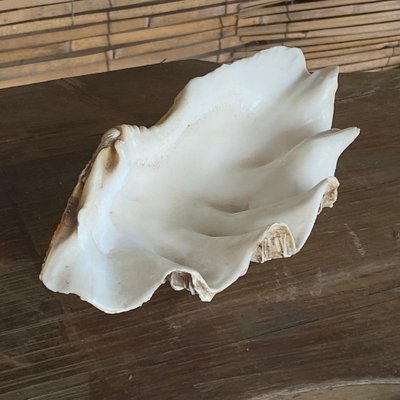 Genuine Shell, Vide Poche, White Color, 20th Century-UR-1061131