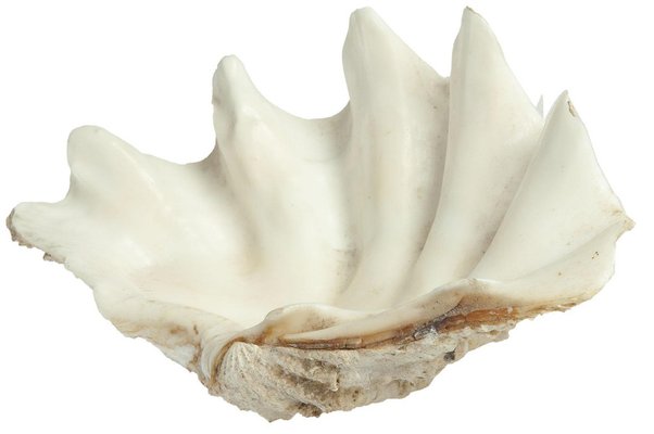 Genuine Shell, Vide Poche, White Color, 20th Century-UR-1061131