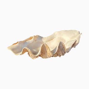 Genuine Shell, Vide Poche, White Color, 20th Century-UR-1061131