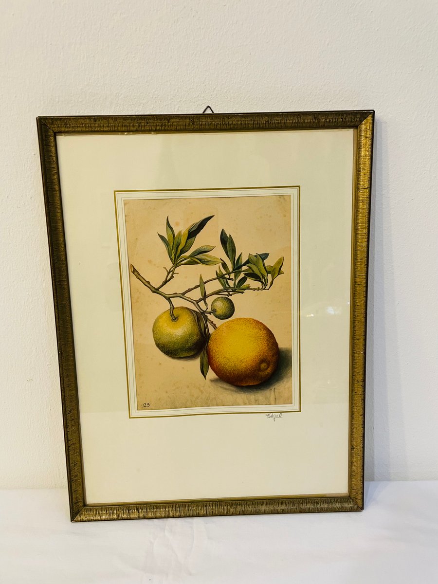 Georg Flegel, Branch with Bitter Oranges, Lithograph, 1940s