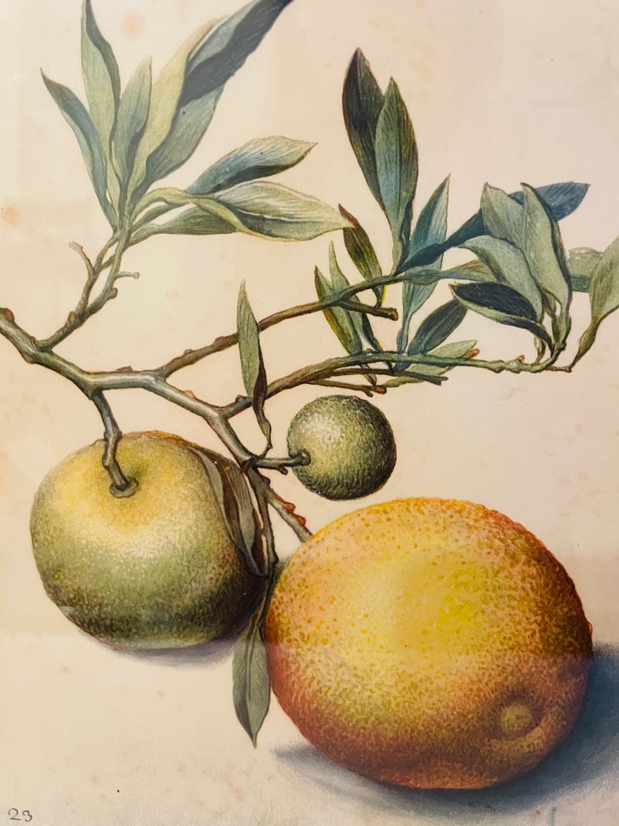 Georg Flegel, Branch with Bitter Oranges, Lithograph, 1940s