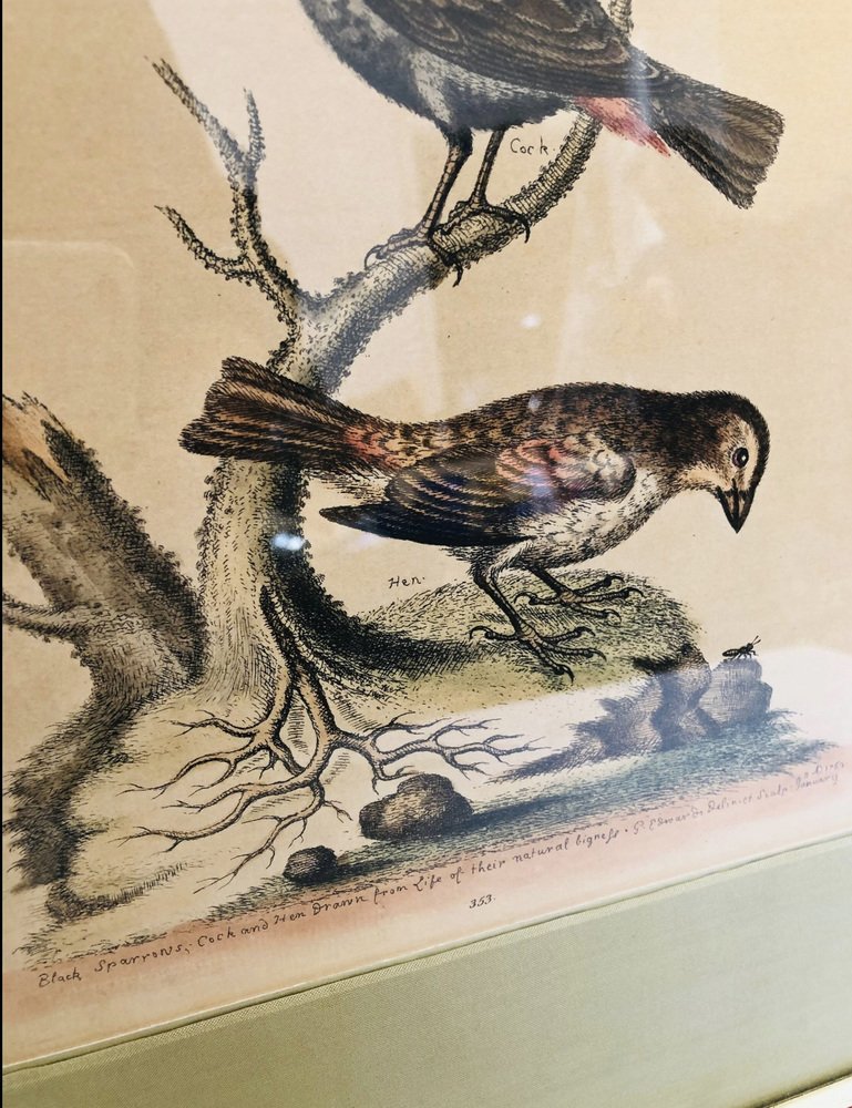 George Edwards, Bird Illustration, 1762, Copper Engraving