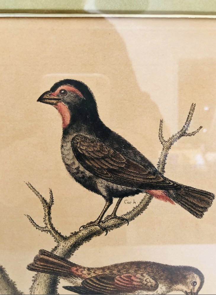 George Edwards, Bird Illustration, 1762, Copper Engraving