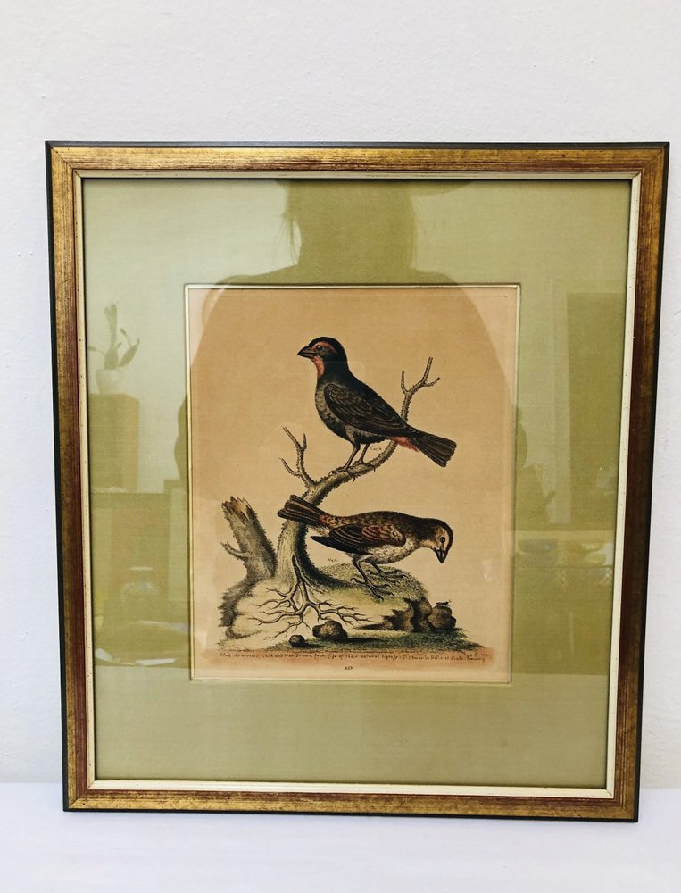 George Edwards, Bird Illustration, 1762, Copper Engraving