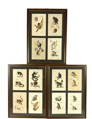 Georges Cuvier, Monkeys and Lemur Studies from Le Règne Animal, France, 1816, Engravings, Framed, Set of 3-TXN-1245278