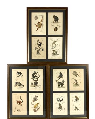 Georges Cuvier, Monkeys and Lemur Studies from Le Règne Animal, France, 1816, Engravings, Framed, Set of 3-TXN-1245278