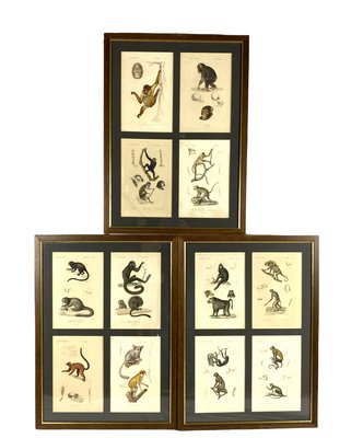 Georges Cuvier, Monkeys and Lemur Studies from Le Règne Animal, France, 1816, Engravings, Framed, Set of 3-TXN-1245278