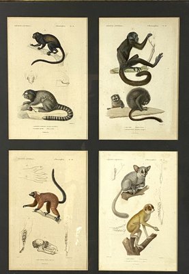 Georges Cuvier, Monkeys and Lemur Studies from Le Règne Animal, France, 1816, Engravings, Framed, Set of 3-TXN-1245278