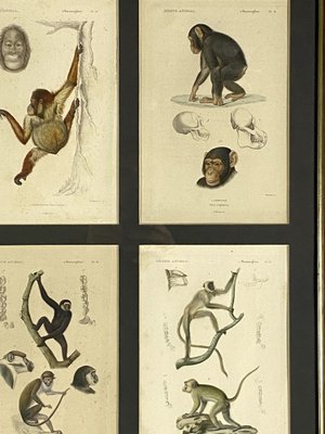 Georges Cuvier, Monkeys and Lemur Studies from Le Règne Animal, France, 1816, Engravings, Framed, Set of 3-TXN-1245278