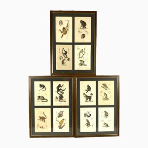 Georges Cuvier, Monkeys and Lemur Studies from Le Règne Animal, France, 1816, Engravings, Framed, Set of 3-TXN-1245278