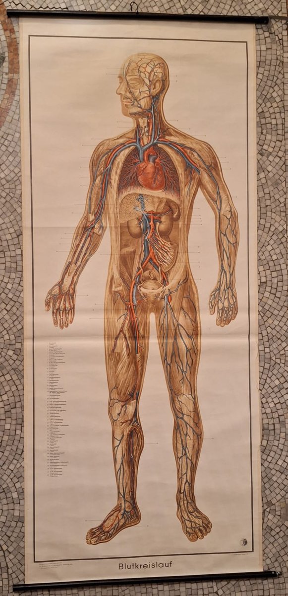 German Pull-Down Chart of the Human Body, Blood Circulation, Germany, 1960