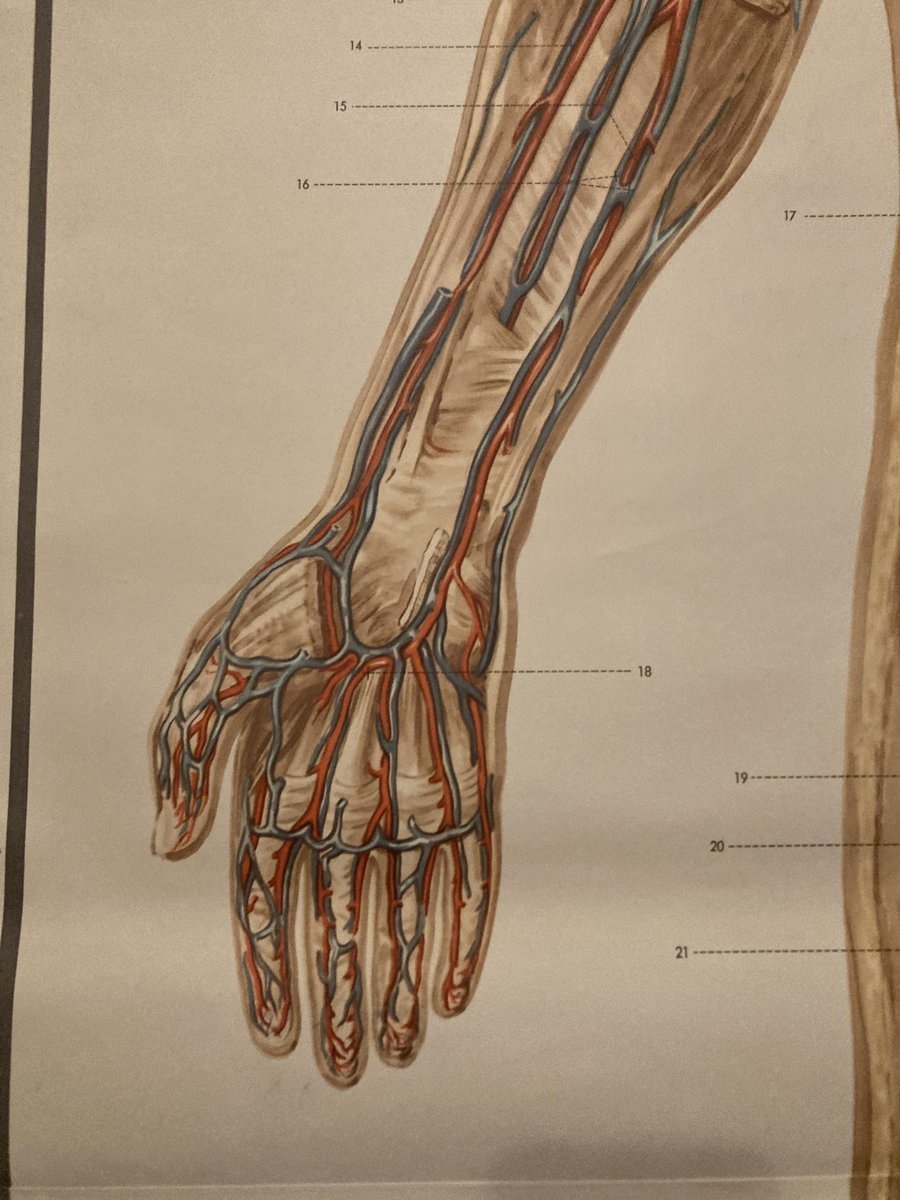 German Pull-Down Chart of the Human Body, Blood Circulation, Germany, 1960