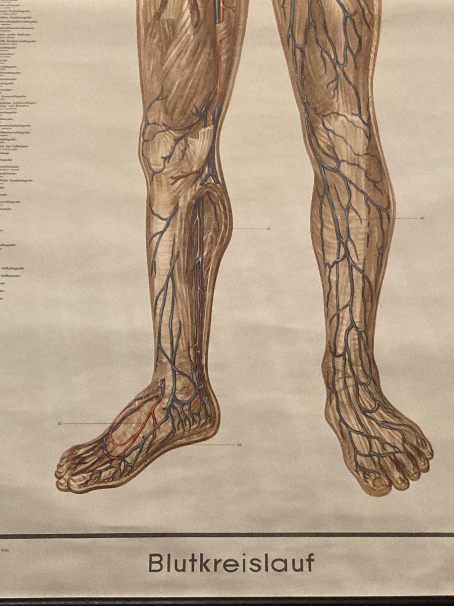 German Pull-Down Chart of the Human Body, Blood Circulation, Germany, 1960