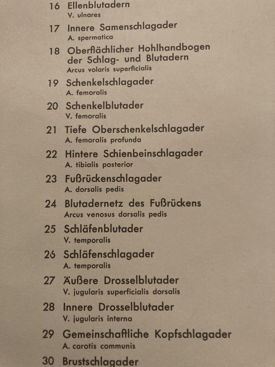 German Pull-Down Chart of the Human Body, Blood Circulation, Germany, 1960