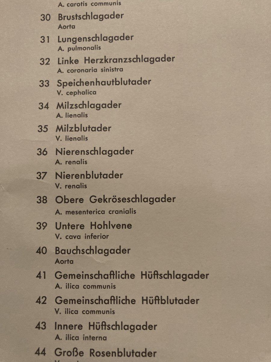 German Pull-Down Chart of the Human Body, Blood Circulation, Germany, 1960