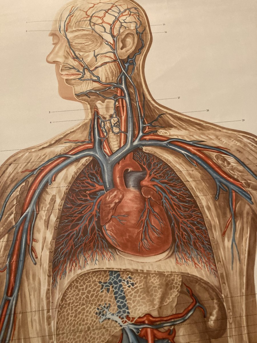 German Pull-Down Chart of the Human Body, Blood Circulation, Germany, 1960