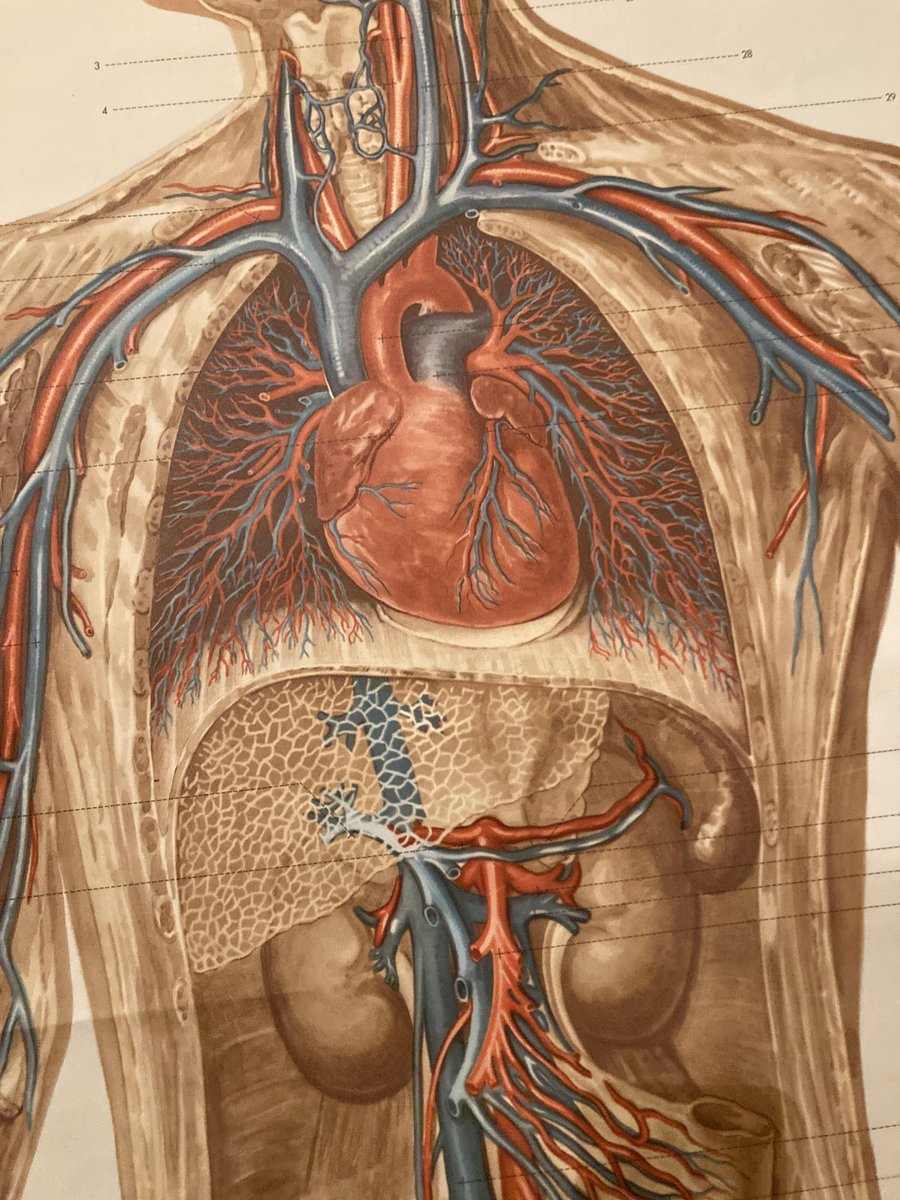 German Pull-Down Chart of the Human Body, Blood Circulation, Germany, 1960