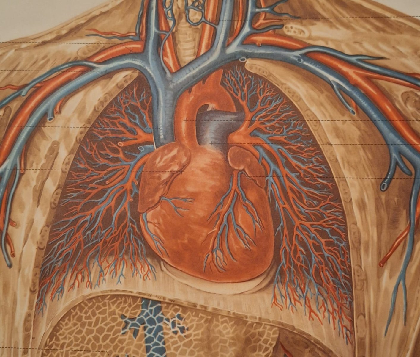 German Pull-Down Chart of the Human Body, Blood Circulation, Germany, 1960