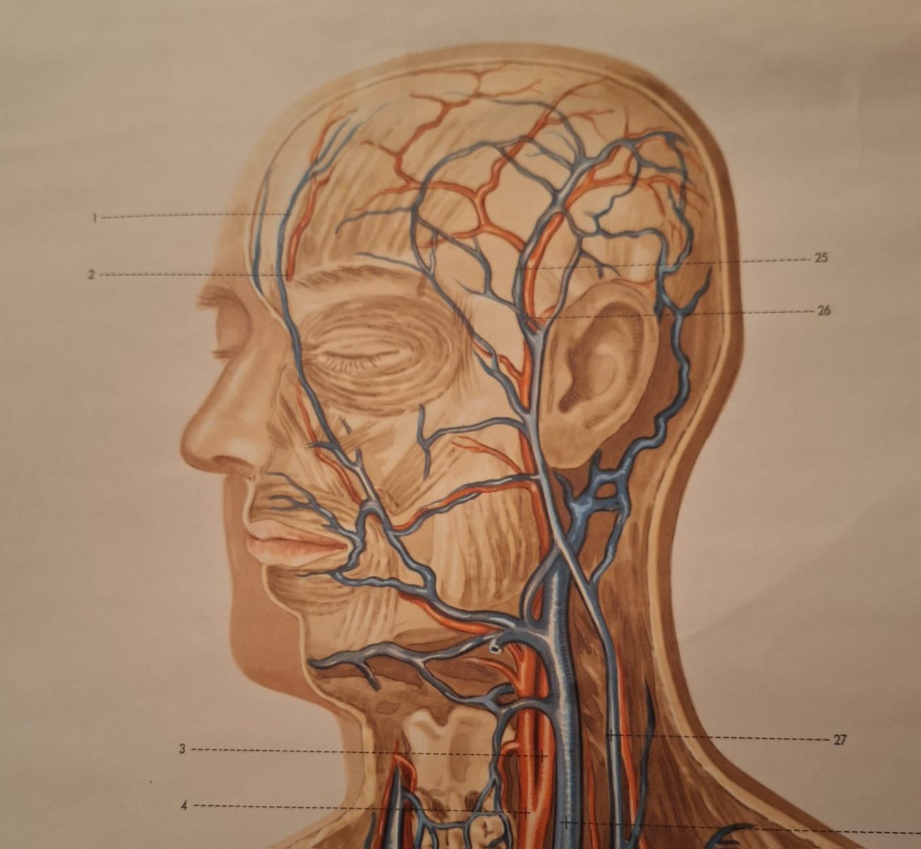 German Pull-Down Chart of the Human Body, Blood Circulation, Germany, 1960