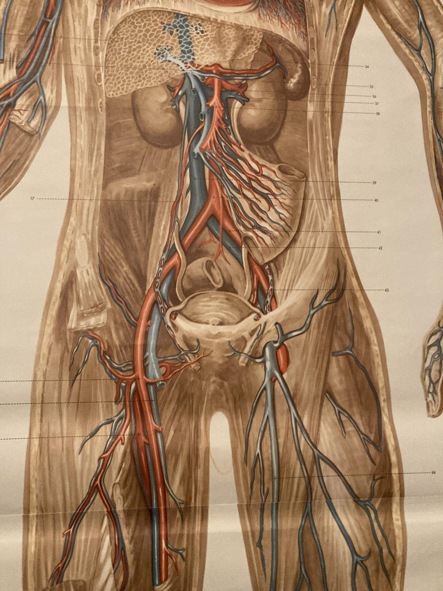 German Pull-Down Chart of the Human Body, Blood Circulation, Germany, 1960