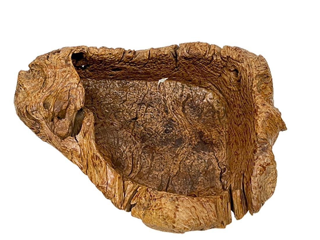 Gigantic Large Burl Wood Organically Shaped and Hand Carved Bowl