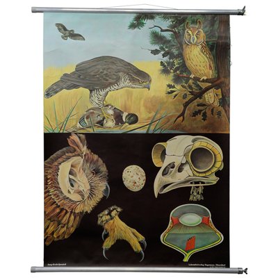 Goshawk Buzzard Long-Eared Owl Rollable Wall Chart Poster by Jung Koch Quentell-KJP-1149391