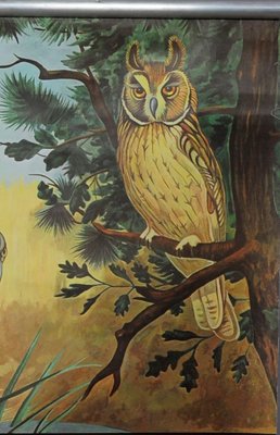 Goshawk Buzzard Long-Eared Owl Rollable Wall Chart Poster by Jung Koch Quentell-KJP-1149391