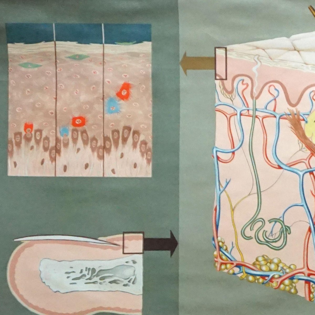 Hagemann Medical Rollable Poster Wall Chart Human Body Skin Cross Section