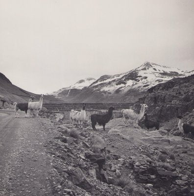 Hanna Seidel, Bolivia, Alpacas, 1960s, Black & White Photography-DYV-1368620