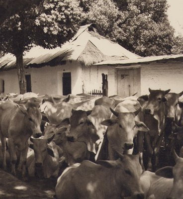 Hanna Seidel, Colombian Cows, Black and White Photograph, 1960s-DYV-1446661