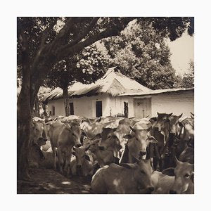 Hanna Seidel, Colombian Cows, Black and White Photograph, 1960s-DYV-1446661