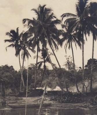 Hanna Seidel, Colombian Palm Trees, Black and White Photograph, 1960s-DYV-1446663