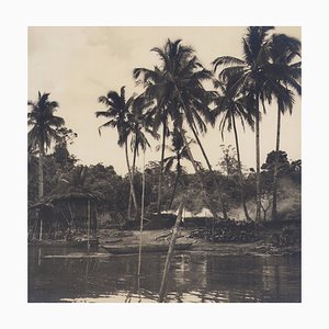 Hanna Seidel, Colombian Palm Trees, Black and White Photograph, 1960s-DYV-1446663