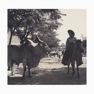 Hanna Seidel, Colombian Zebu Bull, Black and White Photograph, 1960s-DYV-1446662