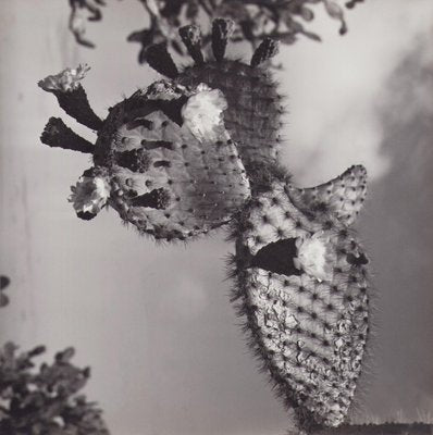 Hanna Seidel, Galápagos Cactus Blossom, Black and White Photograph, 1960s-DYV-1404983