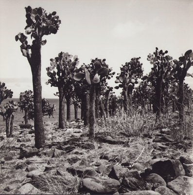 Hanna Seidel, Galápagos Cactus Forest, Black and White Photograph, 1960s-DYV-1405599