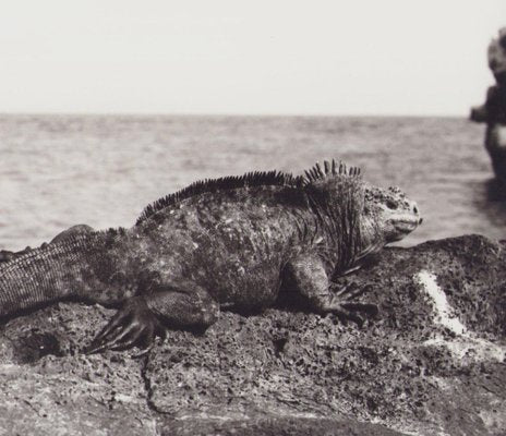 Hanna Seidel, Galápagos Iguana, 1960s, Black and White Photograph-DYV-1401407