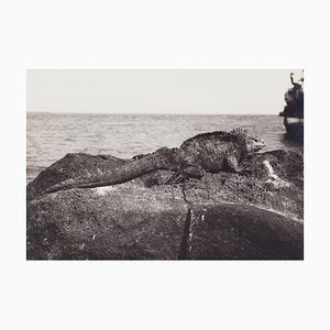 Hanna Seidel, Galápagos Iguana, 1960s, Black and White Photograph-DYV-1401407