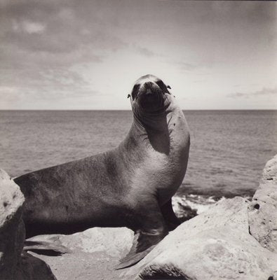 Hanna Seidel, Galápagos Seal, Black and White Photograph, 1960s-DYV-1405598